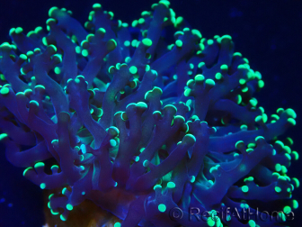 WYSIWYG Euphyllia paradivisa (Maricoltura acclimatata sotto LED)