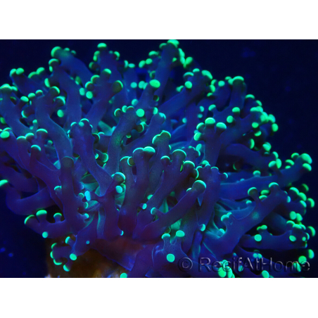WYSIWYG Euphyllia paradivisa (Maricultura aclimatada bajo LED)