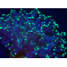 WYSIWYG Euphyllia paradivisa (Mariculture acclimaté sous LED) 4L3