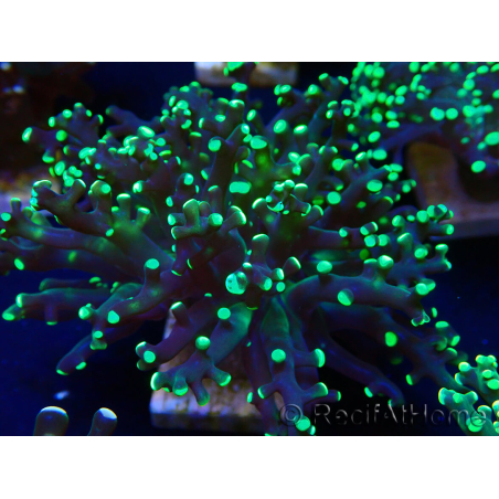 WYSIWYG Euphyllia paradivisa (Unter LED beleuchtete Marikultur-akklimatisiert)
