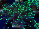 WYSIWYG Euphyllia paradivisa (Maricoltura acclimatata sotto LED)