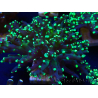WYSIWYG Euphyllia paradivisa (Mariculture acclimated under LED)