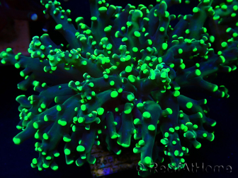 WYSIWYG Euphyllia paradivisa (Mariculture acclimaté sous LED)
