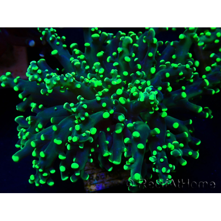 WYSIWYG Euphyllia paradivisa (Mariculture acclimated under LED)