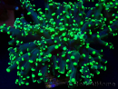 WYSIWYG Euphyllia paradivisa (Maricoltura acclimatata sotto LED)
