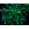 WYSIWYG Euphyllia paradivisa (Mariculture acclimaté sous LED) 4L5