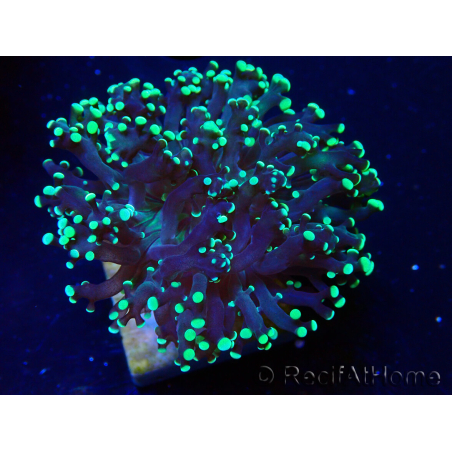 WYSIWYG Euphyllia paradivisa (Mariculture acclimated under LED)