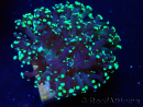 WYSIWYG Euphyllia paradivisa (Mariculture acclimaté sous LED) 4L6