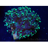 WYSIWYG Euphyllia paradivisa (Mariculture acclimated under LED)