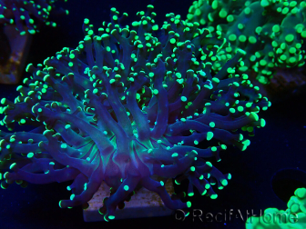WYSIWYG Euphyllia paradivisa (Maricultura aclimatada bajo LED)