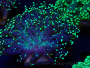 WYSIWYG Euphyllia paradivisa (Mariculture acclimated under LED)