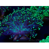 WYSIWYG Euphyllia paradivisa (Mariculture acclimaté sous LED)