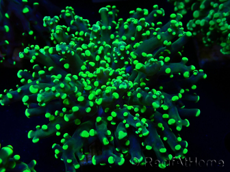 WYSIWYG Euphyllia paradivisa (Mariculture acclimaté sous LED) 4M2