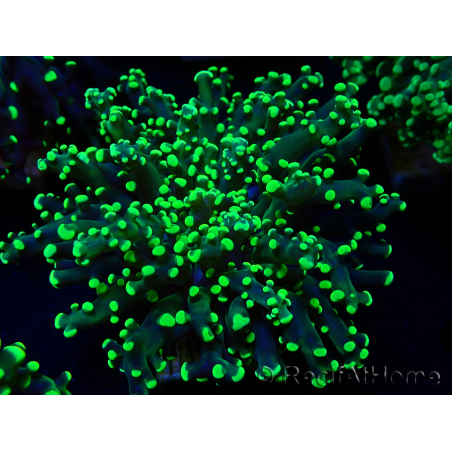 WYSIWYG Euphyllia paradivisa (Mariculture acclimaté sous LED) 4M2