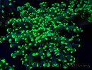 WYSIWYG Euphyllia paradivisa (Mariculture acclimaté sous LED)