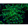 WYSIWYG Euphyllia paradivisa (Maricoltura acclimatata sotto LED)