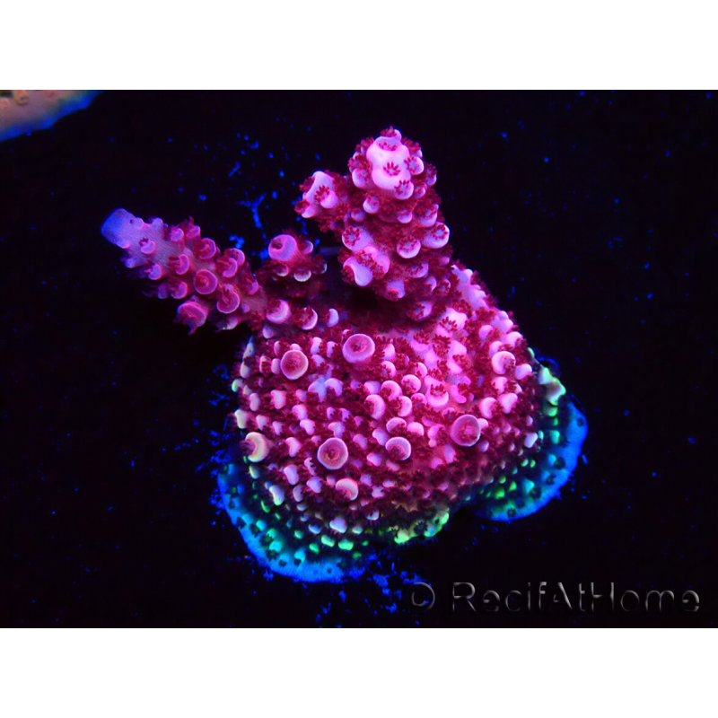 WYSIWYG MH Acropora Red Robin 5R4