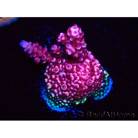 WYSIWYG MH Acropora Red Robin 5R4