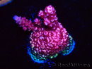 WYSIWYG MH Acropora Red Robin 5R4