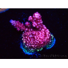 WYSIWYG MH Acropora Red Robin 5A9