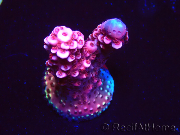 WYSIWYG MH Acropora Red Robin 5R3
