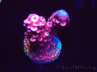 WYSIWYG MH Acropora Red Robin 5R3
