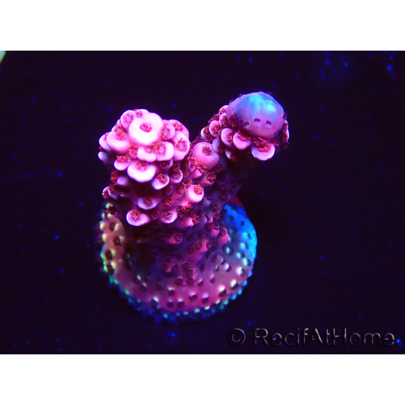 WYSIWYG MH Acropora Red Robin 5R3