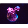 WYSIWYG MH Acropora Red Robin 5A10