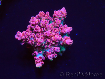 WYSIWYG RAH Acropora hyacinthus Pink Planet 5B8