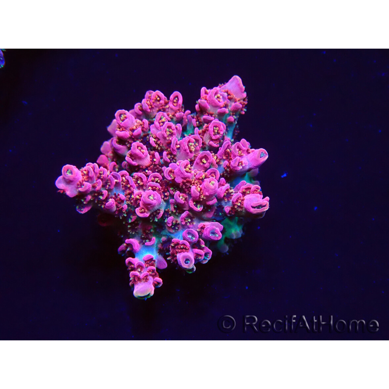 WYSIWYG RAH Acropora hyacinthus Pink Planet