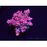 WYSIWYG RAH Acropora hyacinthus Pink Planet 5B8