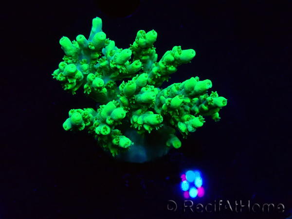 WYSIWYG RAH Acropora aculeus 5E6