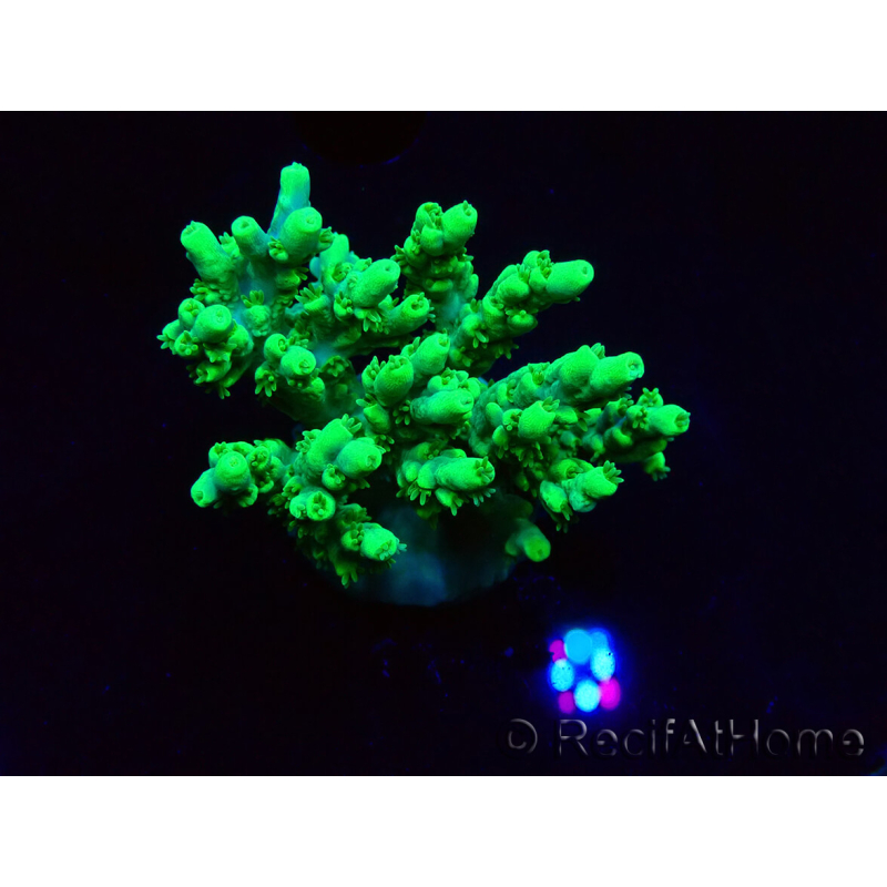 WYSIWYG Acropora aculeus 5H2