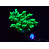 WYSIWYG RAH Acropora aculeus 5E6