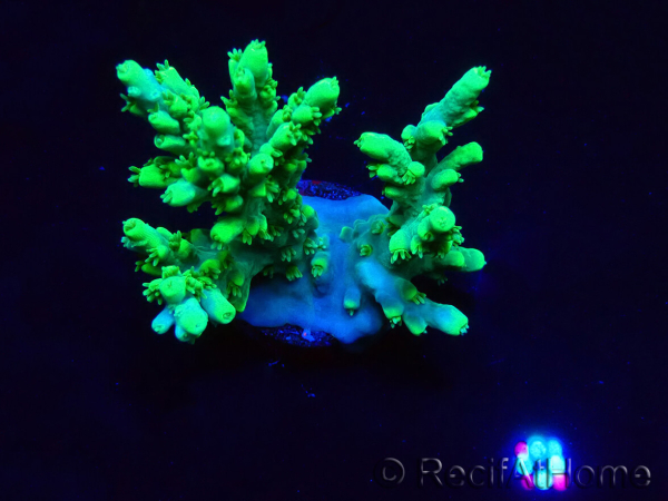 WYSIWYG Acropora aculeus 5H3
