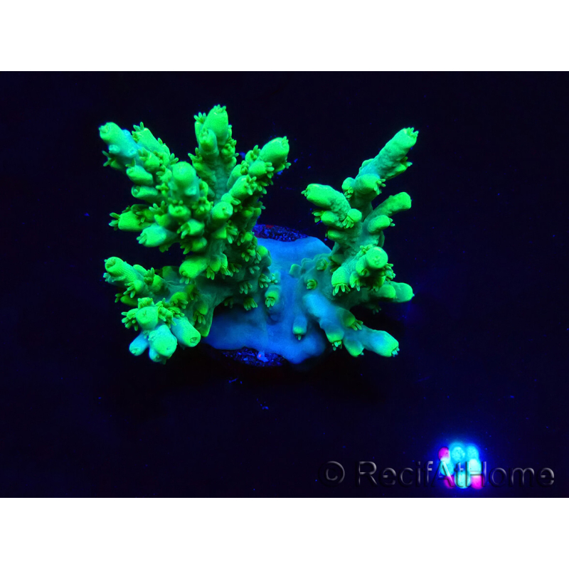 WYSIWYG Acropora aculeus 5H3