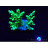 WYSIWYG Acropora aculeus 5H3