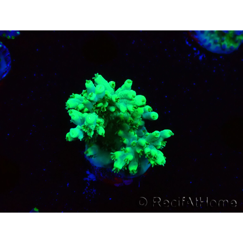 WYSIWYG RAH Acropora aculeus 5E8