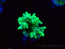 WYSIWYG RAH Acropora aculeus 5E8
