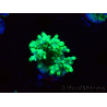 WYSIWYG Acropora aculeus 5H4