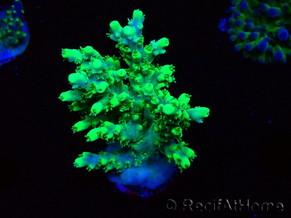 WYSIWYG RAH Acropora aculeus 5E9