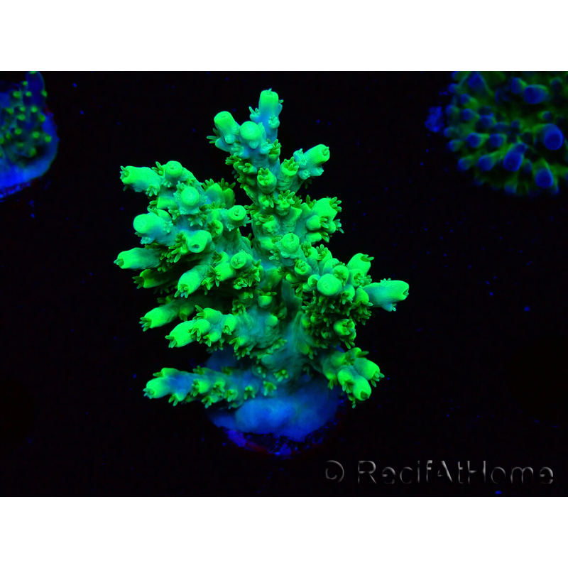 WYSIWYG Acropora aculeus 5H2