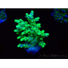WYSIWYG Acropora aculeus 5H2