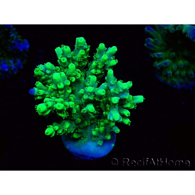 WYSIWYG Acropora aculeus 5H3