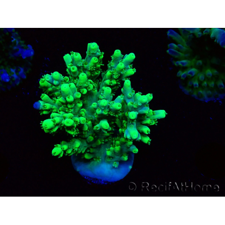WYSIWYG Acropora aculeus 5H3