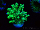 WYSIWYG Acropora aculeus 5H3