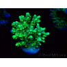 WYSIWYG Acropora aculeus 5H3