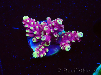 WYSIWYG RAH Acropora Helionis 5G7