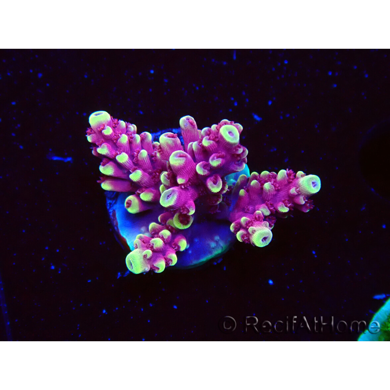 WYSIWYG RAH Acropora Helionis 5G