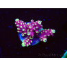 WYSIWYG RAH Acropora Helionis 5G